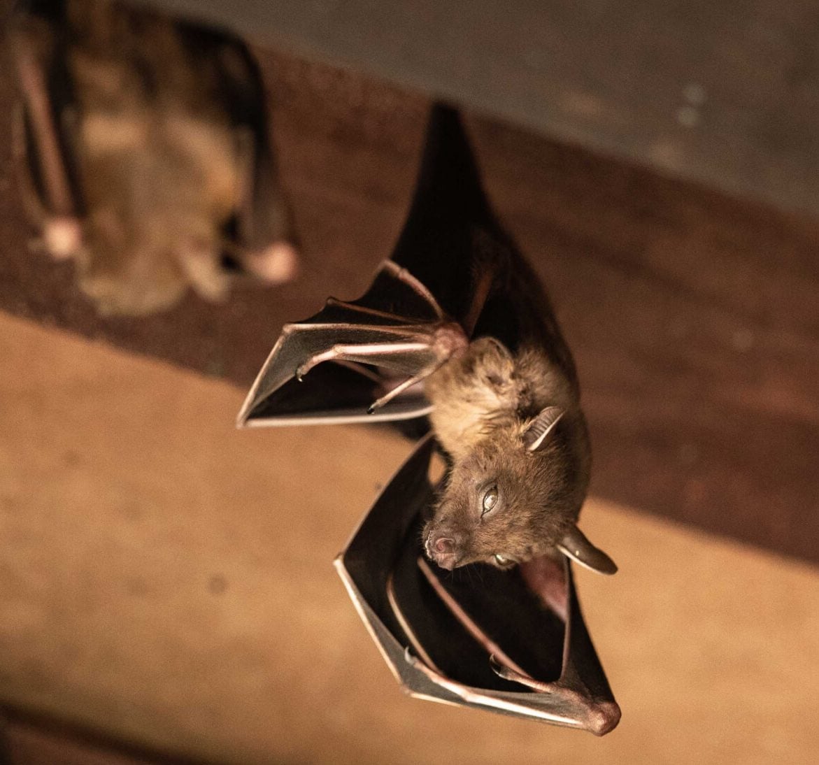 Wildlife-Bats in Columbus
